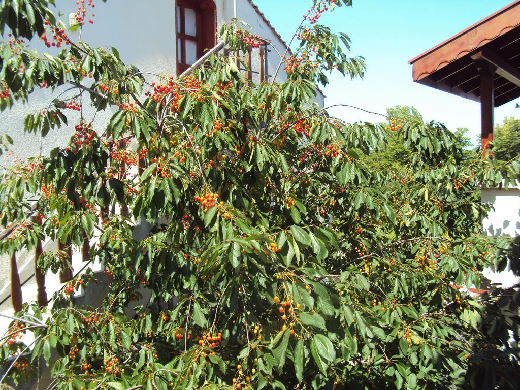 Amfora Guest House Byala  Exterior photo